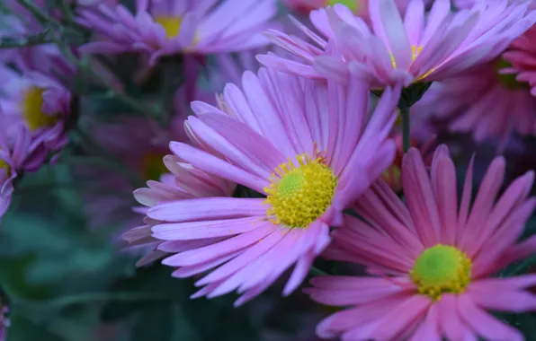 Autumn, pink, chrysanthemum, flower (flowers)