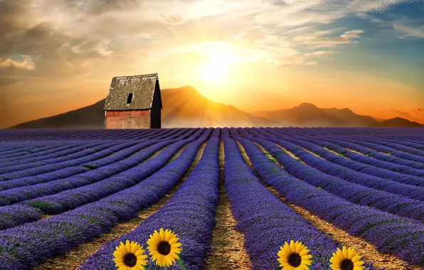 Picture field, the sun, sunflowers, landscape, flowers, mountains, house, vegetation