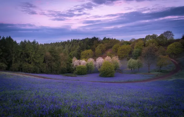 Forest, summer, grass, trees, landscape, sunset, flowers, nature