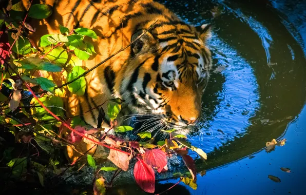 Picture autumn, face, leaves, water, branches, tiger, bathing, pond
