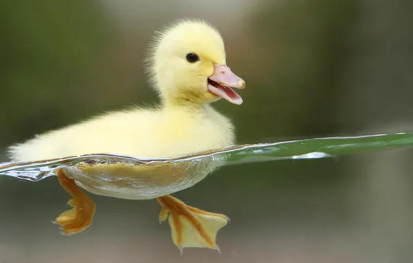 Water, floats, duck