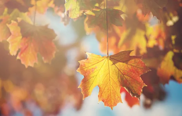 Leaves, sheet, branch, maple, autumn