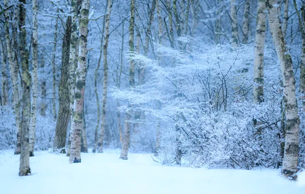 Winter, frost, forest, snow, trees, branches, nature, trunks