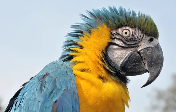 Picture parrot, Ara, ara