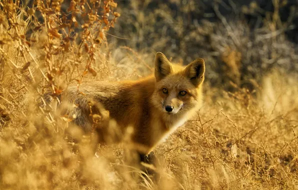 Nature, background, Fox