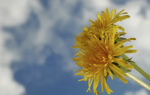 Picture the sky, macro, dandelions