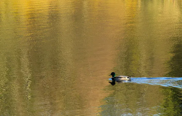 Bird, lake, duck