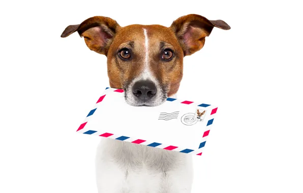 Picture letter, white background, mail, shipping, Jack Russell Terrier