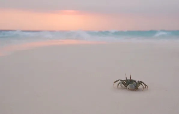 Beach, The evening, Crab
