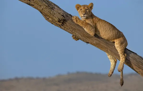 Tree, lies, lioness, blue sky