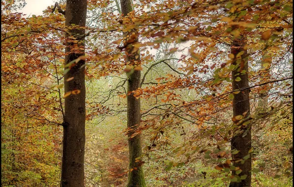 Picture forest, foliage, Autumn, forest, autumn, leaves, fall