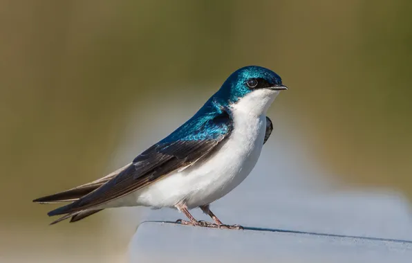 Background, bird, swallow