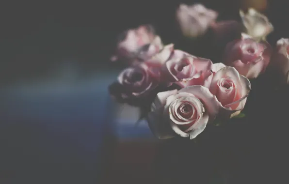 Flowers, roses, petals, pink