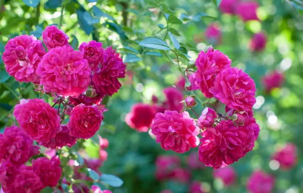Pink, Bush, roses
