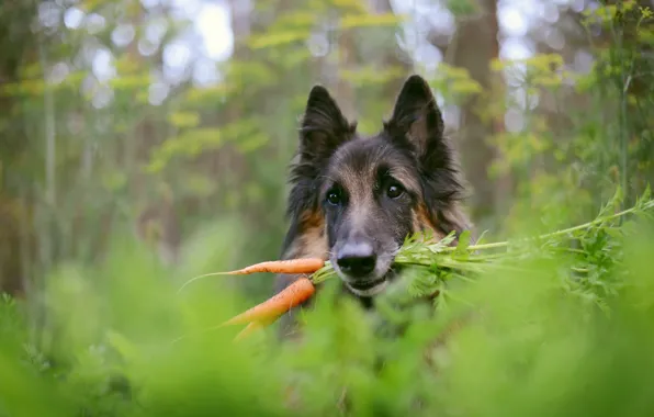 Background, dog, carrot