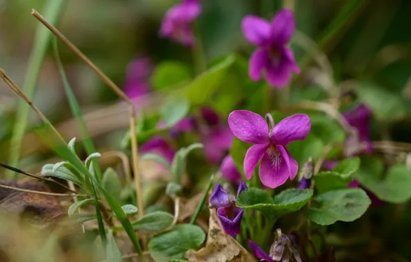 Picture greens, flowers, pink, Pansy, lilac, bokeh, viola, violet