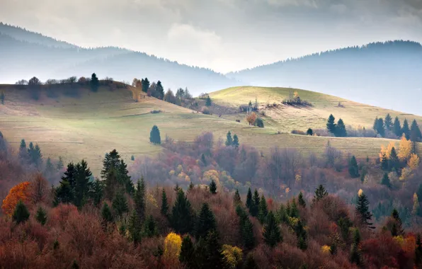Picture forest, trees, mountains, ate, Ukraine, Carpathians