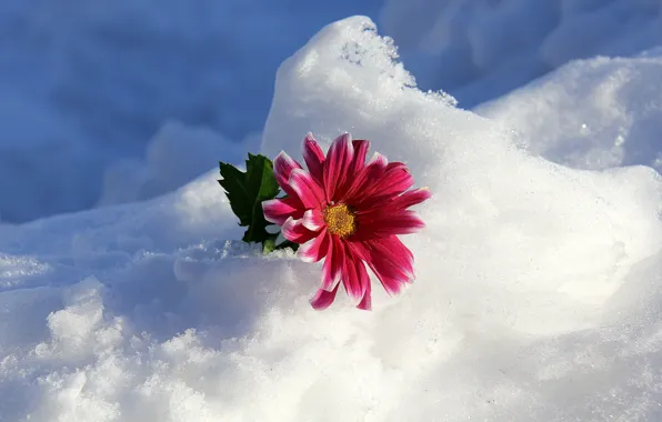 Picture winter, flower, snow