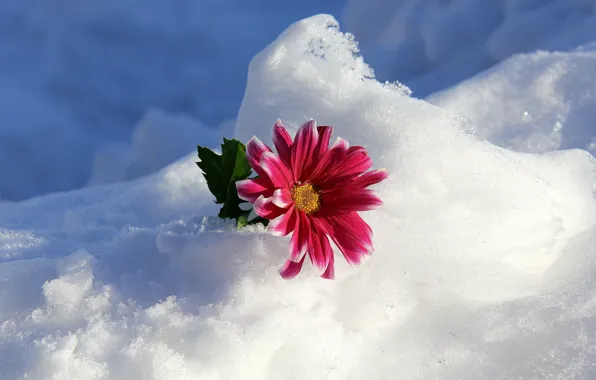Picture winter, snow, flowers