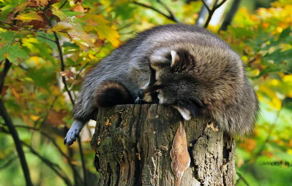 Picture stay, stump, sleep, sleeping, raccoon, stump