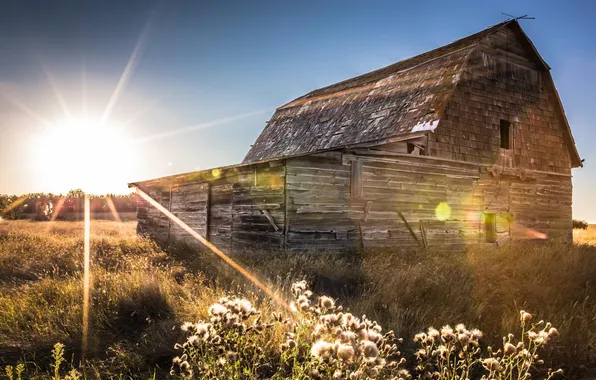 Picture field, summer, the sun, house, the barn, hut