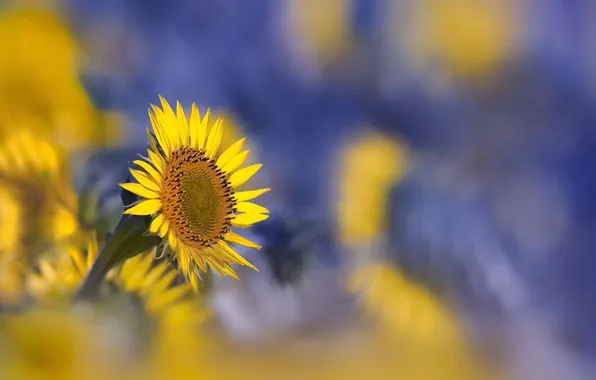 Summer, sunflowers, nature