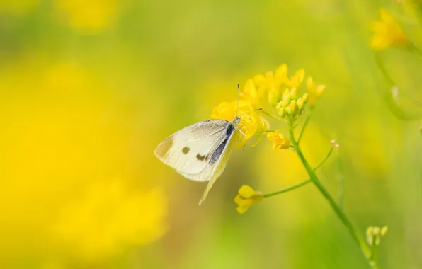 Nature, White butterfly, White butterfly