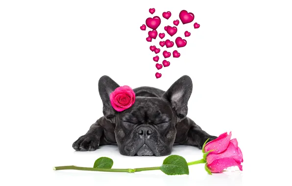 Dog, love, rose, heart, dog, romantic, funny, cute