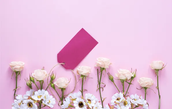 Flowers, roses, pink, buds, fresh, pink, flowers, spring