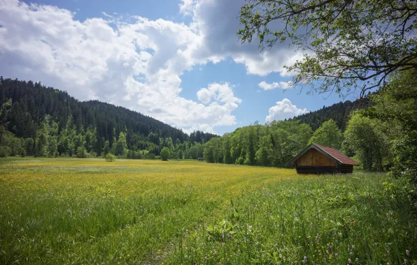 Picture summer, Germany, Bayern, meadow, Rock be