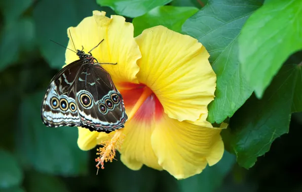 Yellow, butterfly, hibiscus