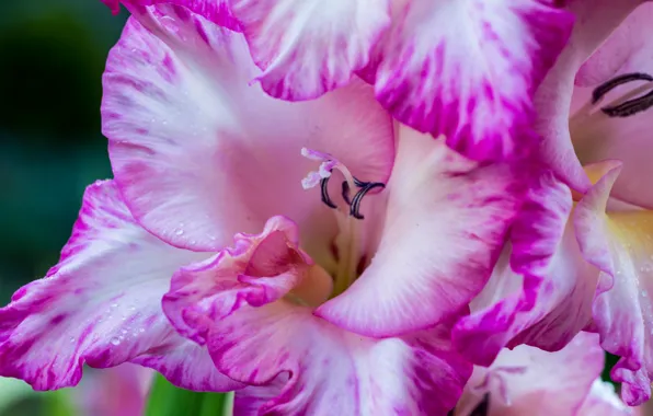 Macro, petals, gladiolus, gladiolus