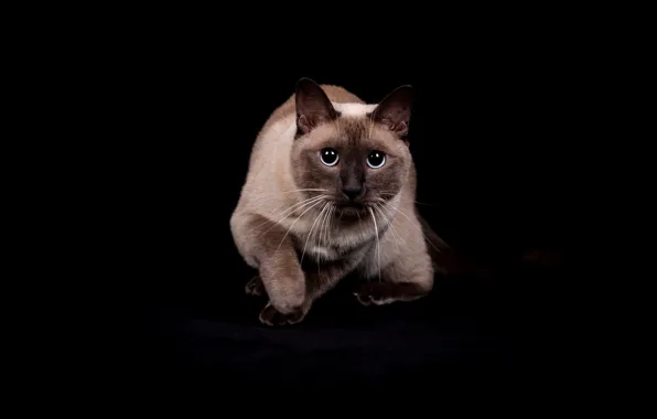 Cat, cat, look, pose, black background, face, sitting, Siamese
