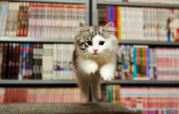 Kitty, emotions, fright, jump, books, library, face, the expression