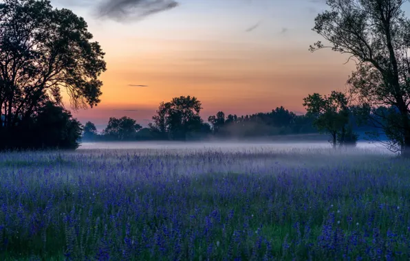 Picture field, forest, summer, trees, flowers, blue, fog, dawn