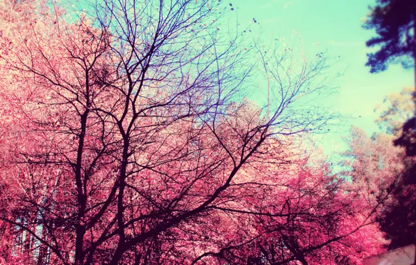 Picture autumn, forest, rays, trees, trail, clearance