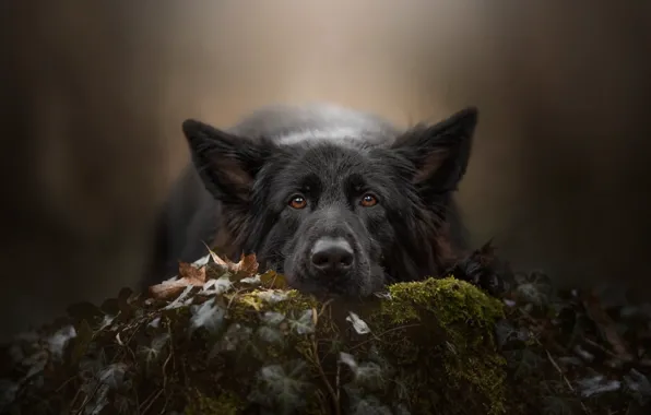 Look, face, background, moss, dog, German shepherd