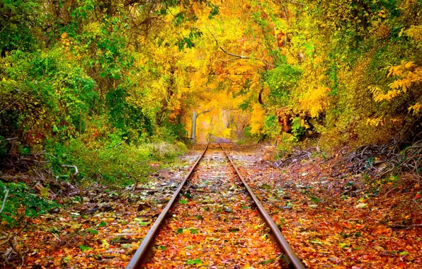 Picture forest, trees, foliage, rails, Autumn