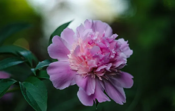Macro, Bud, peony
