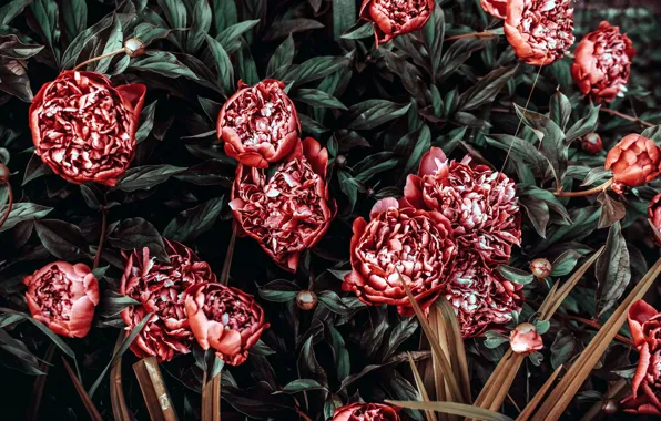 Picture Burgundy, the bushes, peonies