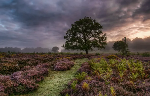 Picture field, nature, fog, the evening