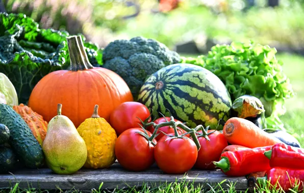Greens, grass, the sun, Board, watermelon, garden, pumpkin, pepper