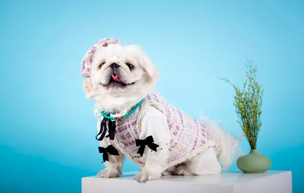 Look, pose, clothing, dog, costume, outfit, image, face