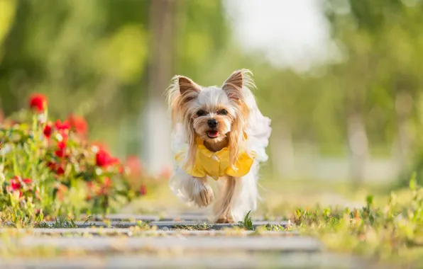 Look, pose, clothing, dog, costume, outfit, image, face