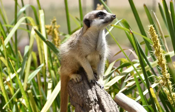 Grass, look, nature, pose, stump, animal, looking up, meerkat