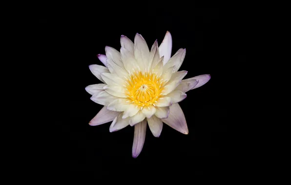 Picture white, flower, yellow, black background