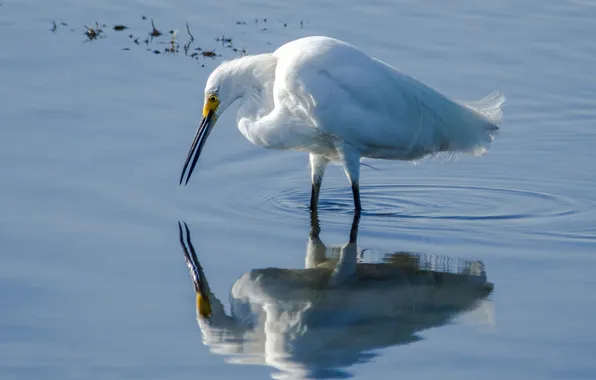 Water, reflection, bird, feathers, beak