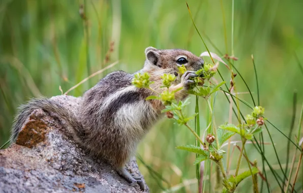 Picture protein, bokeh, rodent