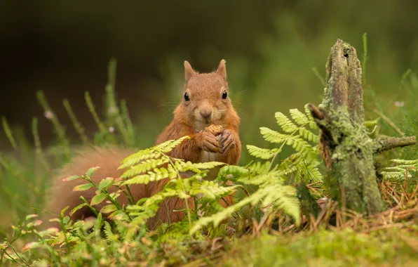 Grass, protein, red, snag