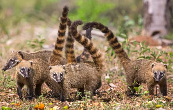 Glade, company, tails, coati, the coati, party, nosuhi